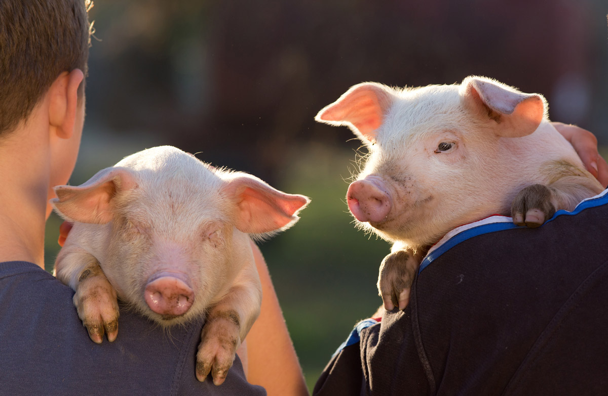 Élevage de porc, respect du bien-être animal, base de nos engagements